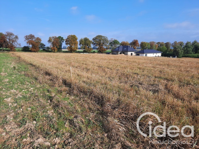 Działka Sprzedaż Kurów 6