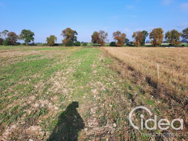 Działka Sprzedaż Kurów 7