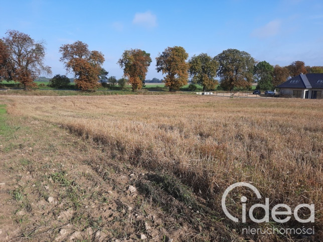 Działka Sprzedaż Kurów 9