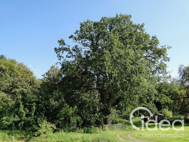 Działka Sprzedaż Kurów 11