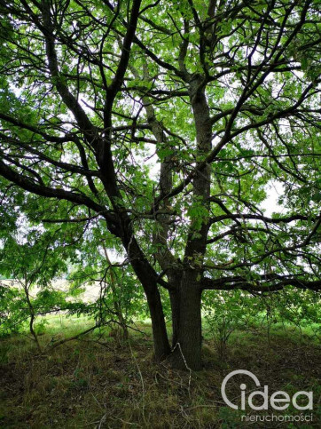 Działka Sprzedaż Świeszewo 5