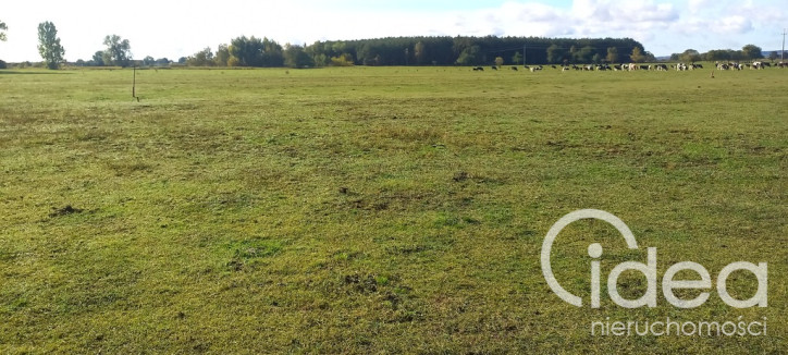 Działka Sprzedaż Borzysławiec 5