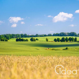 Działka Sprzedaż Przemocze