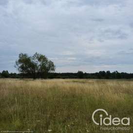 Działka Sprzedaż Buk