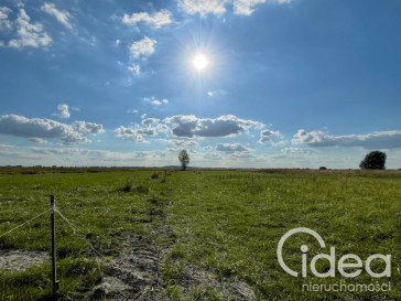 Działka Sprzedaż Wierzbno