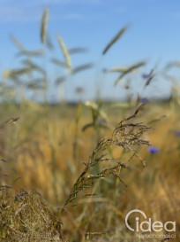 Działka Sprzedaż Goleniów
